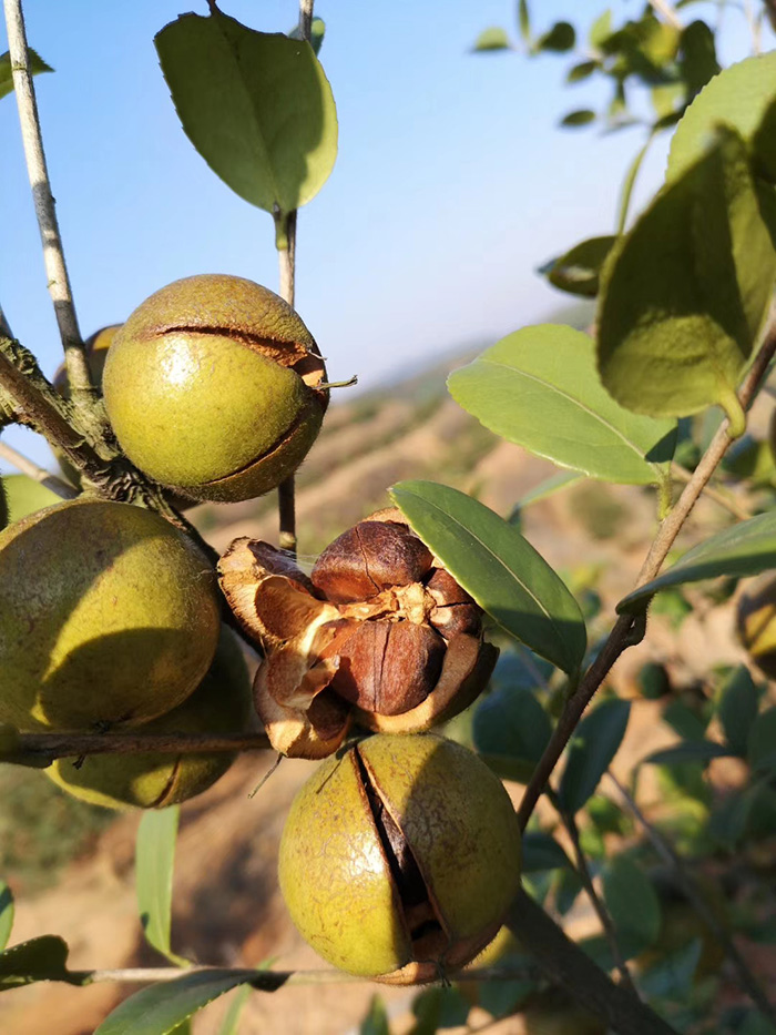 官網油茶1