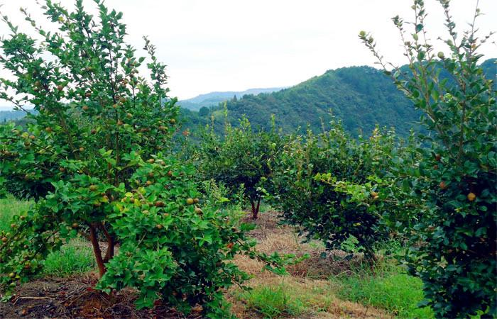 益陽市泥江口石子塘礦山生態羞羞网站在线播放——國家油茶林示範基地