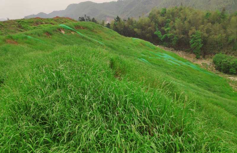 常寧市大義山省級自然保護區礦山複綠工程