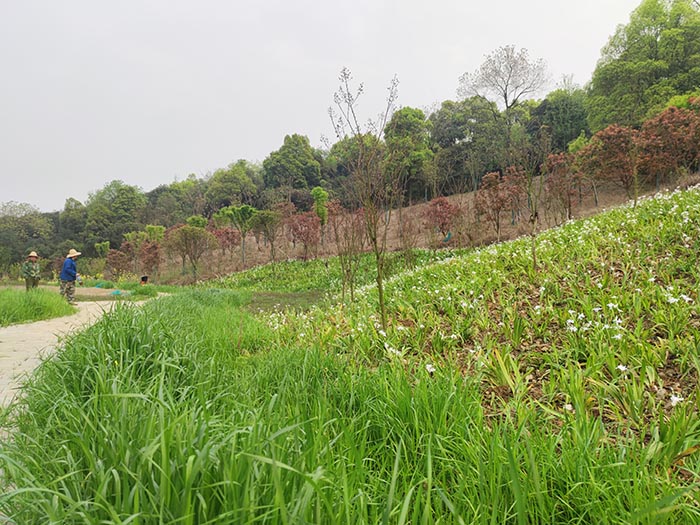 衡陽市常寧水口山鉛鋅煤礦區山水林田湖草生態保護羞羞网站在线播放試點工程