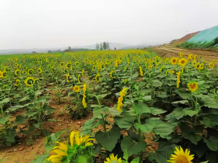 鶴壁市淇濱區南太行地區山水林田湖草生態保護羞羞网站在线播放工程